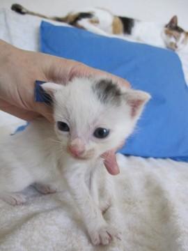 牛模様の白きじ