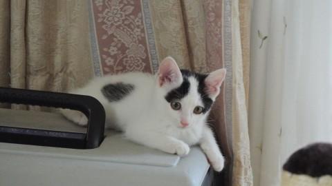 健康診断OKの元気なハチワレ子猫