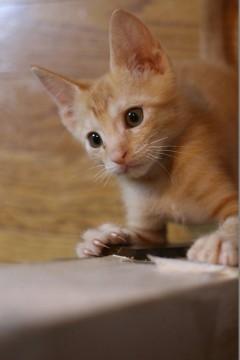 美男子の茶トラ君