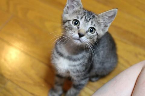 可愛いきじの女の子です。