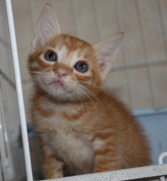 甘えん坊の女の子です。