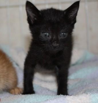 甘えん坊の女の子です。