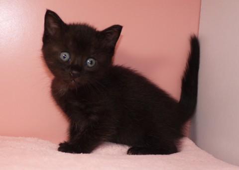 哺乳瓶から育ててみたい方