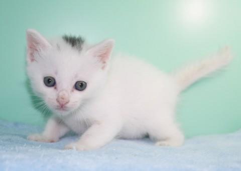 哺乳瓶から育ててみたい方