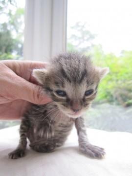 超小柄な人なつこいきじ虎