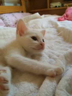 真っ白な美猫