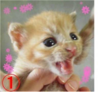 きゃわいい♪赤茶トラちゃん