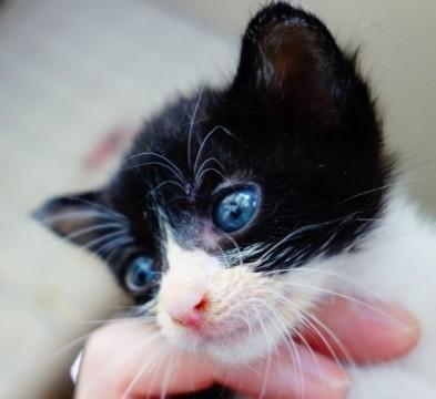 ★人馴れ抜群！生後0ヶ月★