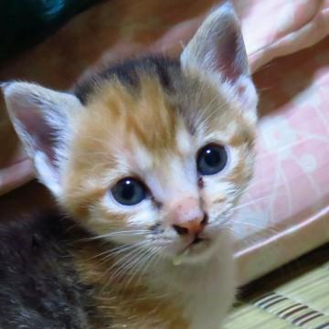 人馴れした仔猫(※8/15更新)