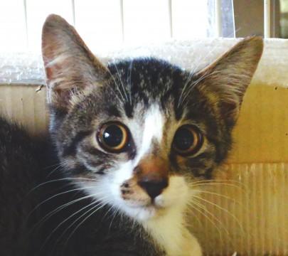 ★可愛いキジ白男子★