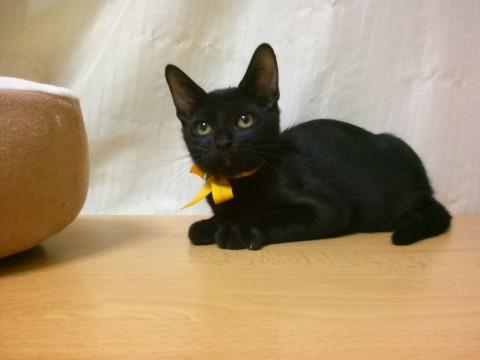 かわいい顔の美黒猫