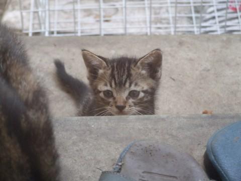 アメショー柄の可愛い子猫です