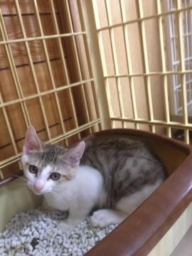 かわいいキジ白くん