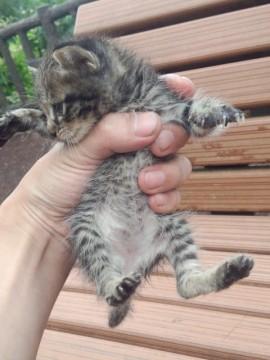 生後間もない捨て猫