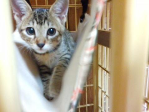 可愛い顔したキジ白ちゃん