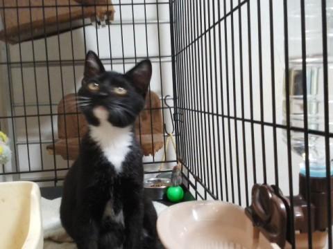 元気でお茶目な白黒ちゃん