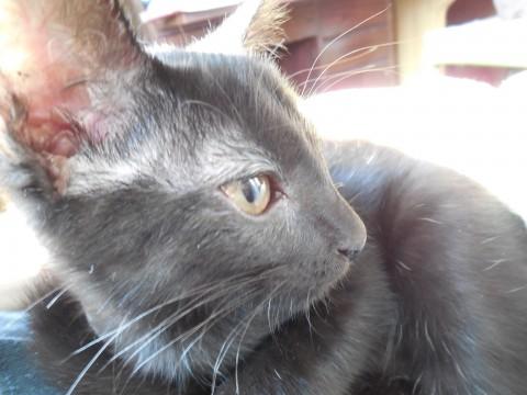 ４月１８日生、手足長い美猫