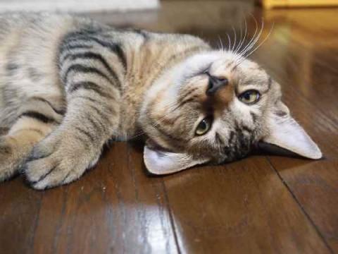 お喋り猫　6ヶ月