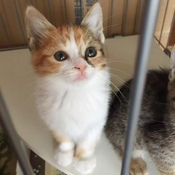 三毛猫ちゃん