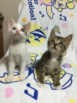 江戸川区1ヶ月キジ白キジトラ女の