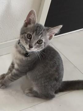 超人懐こい美形グレー猫ちゃん