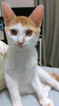 人間大好き白茶イケメン
