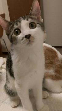 人間大好きキジ白