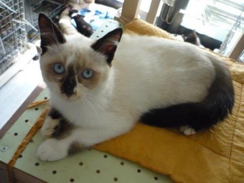 大人しい人懐こいシャム猫ちゃんで