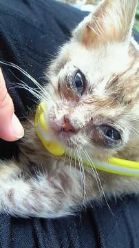 薄めキジトラのこねこちゃん