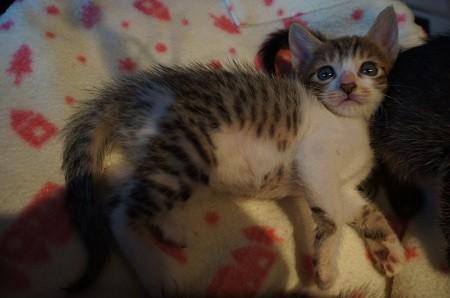 きじ白の可愛い女の子