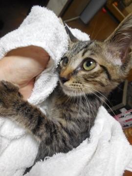 3～4か月齢　甘えん坊キジトラ（