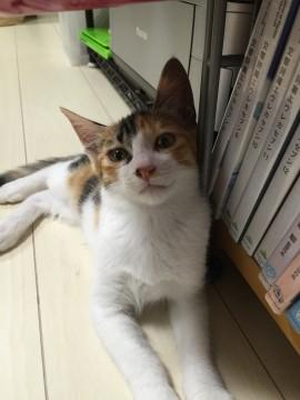 三毛猫。おもちゃ大好き。