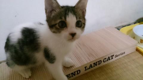 ゴロゴロ・スリスリのしろさばちゃ