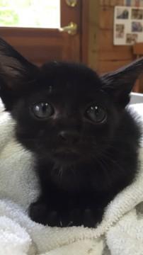 真っ黒でお目目くりくりです！