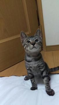 ♪穏やかなキジトラの男の子　　約