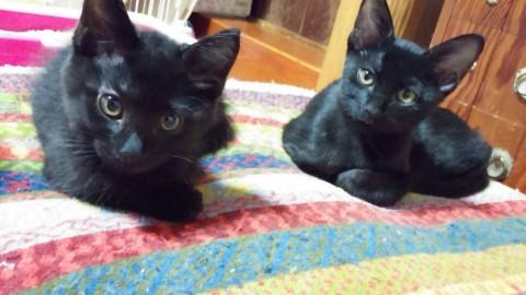 可愛い黒猫の子猫です