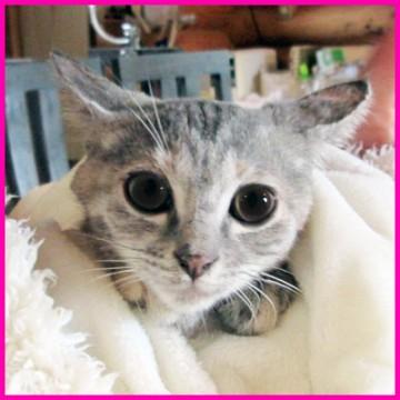 沢山の猫達と面会可能です★