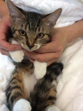 その瞳に宿るチカラ、そして乙女心