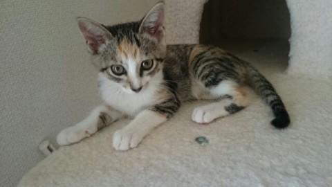 なき声がかわいいネコちゃん♪