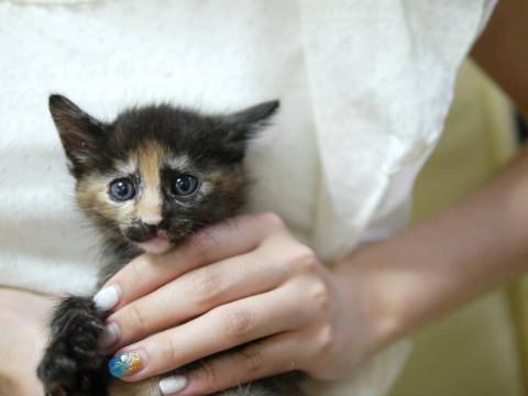 人懐こいさびの女の子です。