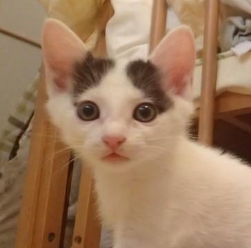 元気な三毛の子猫