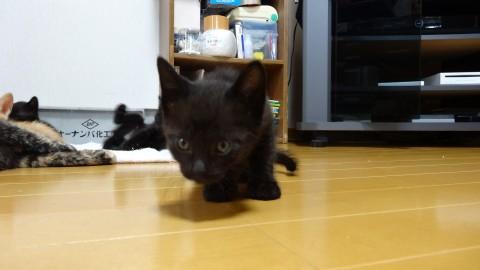 よろしくネ！