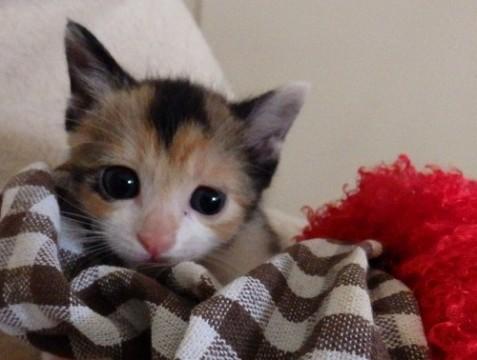 乙女チック３姉妹