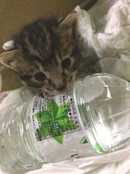 元気いっぱいちび猫ちゃん