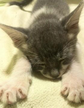 ろくぶんのいち。