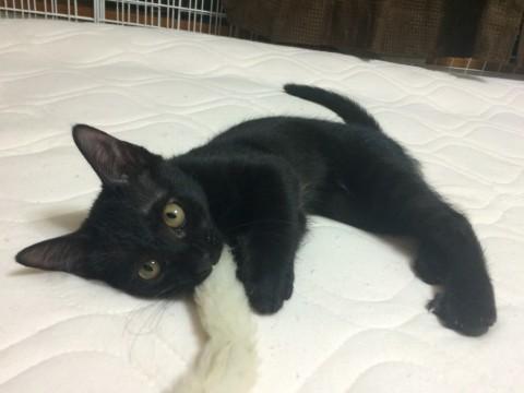 黒猫