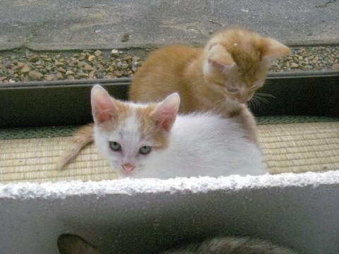 かわいい子猫たち