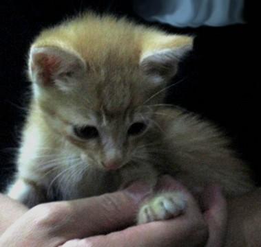 元気な子猫です。里親募集！