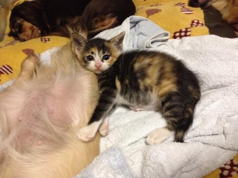 美猫娘です。