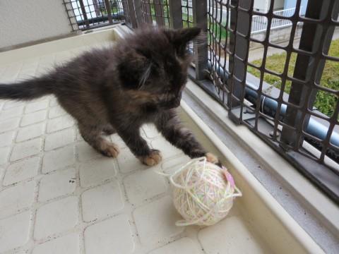 一年後にはゴージャス猫